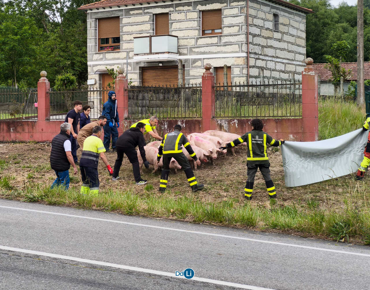 Decenas de cerdos quedaron sueltos sobre la calzada de la N-525 tras el vuelco del camión que los transportaba. | Foto: Xosé Lois Colmenero.